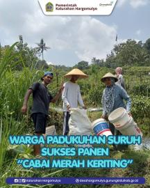 WARGA PADUKUHAN SURUH SUKSES PANEN CABAI MERAH KERITING